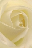 This photograph draws you into the heart of a delicate cream-white rose, its petals spiraling inward with the softness of morning mist rolling over Crouch End's green spaces. The silky layers invite touch, almost whisper-light, as if they're kissed by dew at dawn. Gentle light caresses the ivory folds, creating intimate shadows and a sense of peaceful, unhurried emotion. The atmosphere calls to mind quiet moments-perhaps a thoughtful gesture left at a neighbor's door or a message of comfort sent across the borough. To a florist in Crouch End, this rose represents the epitome of reverence and new beginnings, ideal for moments of sympathy, admiration, or a fresh start. Its understated beauty and imagined fragrance fill the air with gentle reassurance-a perfect expression from Flowers Crouch End, tailored for delivery to homes near Harringay or Highgate. This intimate perspective captures the flower's tranquil spirit and the quiet artistry of local hands, offering more than just a bloom-the promise of care, understanding, and lasting connection.